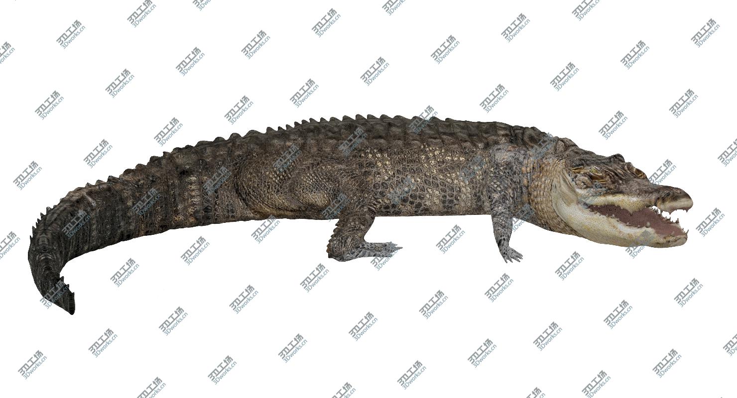 images/goods_img/20210319/3D Crocodile Rigged model/3.jpg